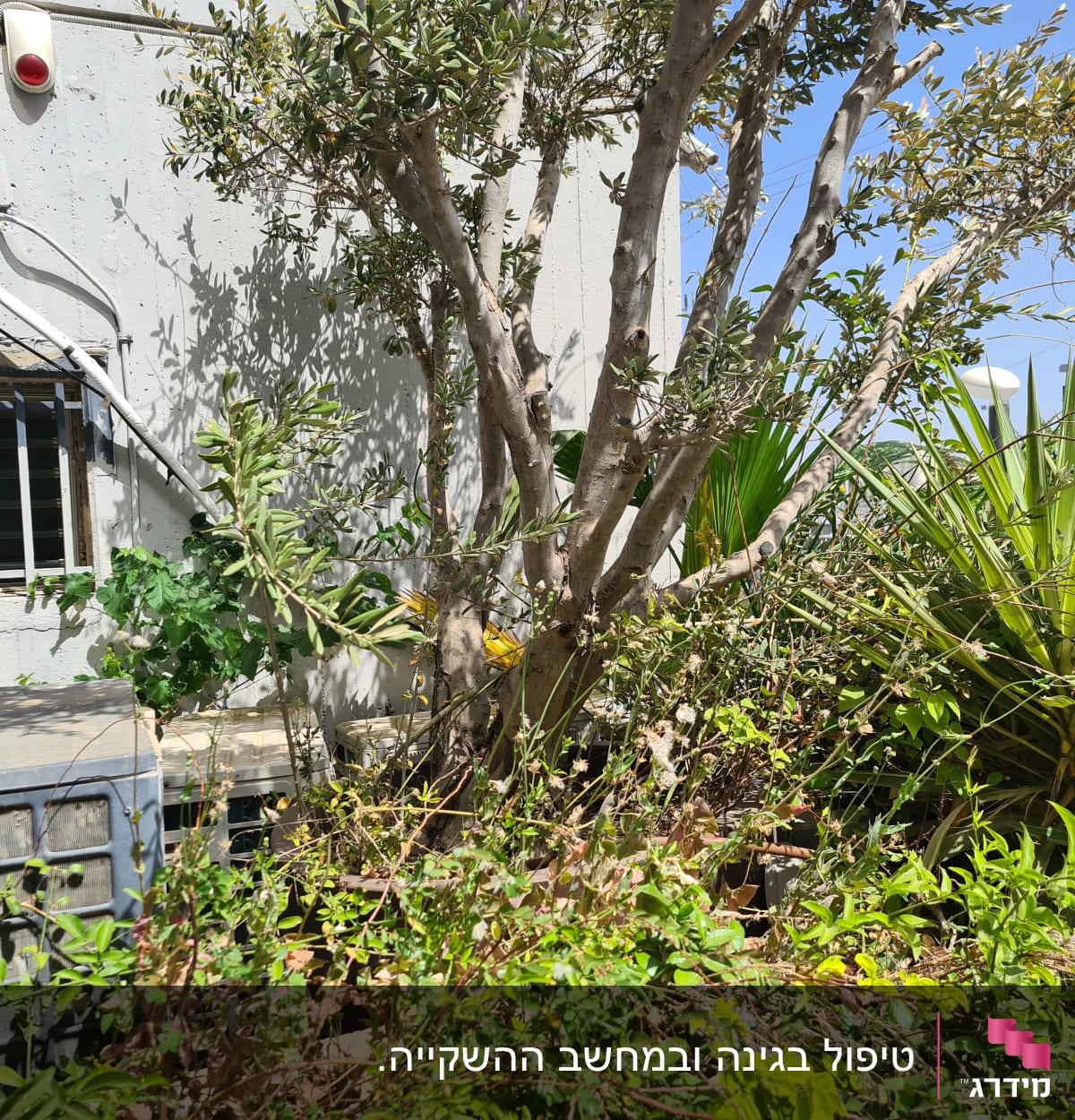 עצים ושיחים בגינה ליד קיר בניין